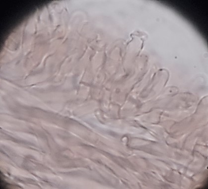 Pycnoporellus? (Pycnoporellus fulgens)